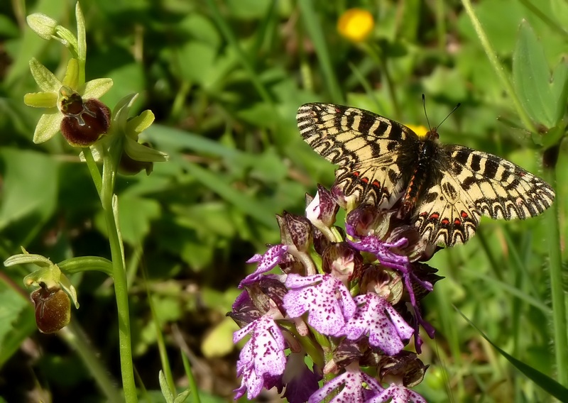 Farfalle e orchidee